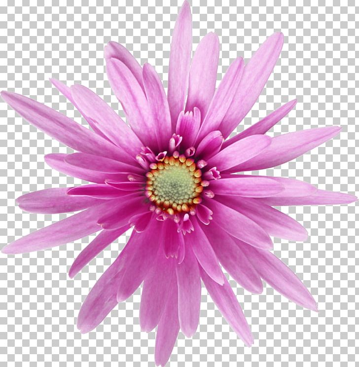 Flower Photography Common Daisy Dahlia PNG, Clipart, Annual Plant, Aster, Chrysanthemum, Chrysanths, Closeup Free PNG Download
