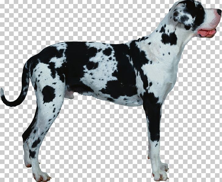 Great Dane Old Danish Pointer Dog Breed Catahoula Cur Lhasa Apso PNG, Clipart, Boxer, Breed, Breed Group Dog, Carnivoran, Catahoula Cur Free PNG Download