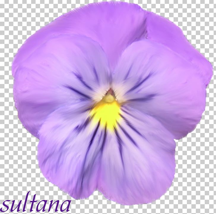 Pansy Violet Petal PNG, Clipart, Flower, Flowering Plant, Nature, Pansy, Petal Free PNG Download