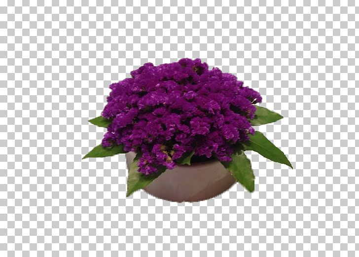 Violet Flowerpot PNG, Clipart, African Violets, Annual Plant, Blue, Cut Flowers, Flower Free PNG Download