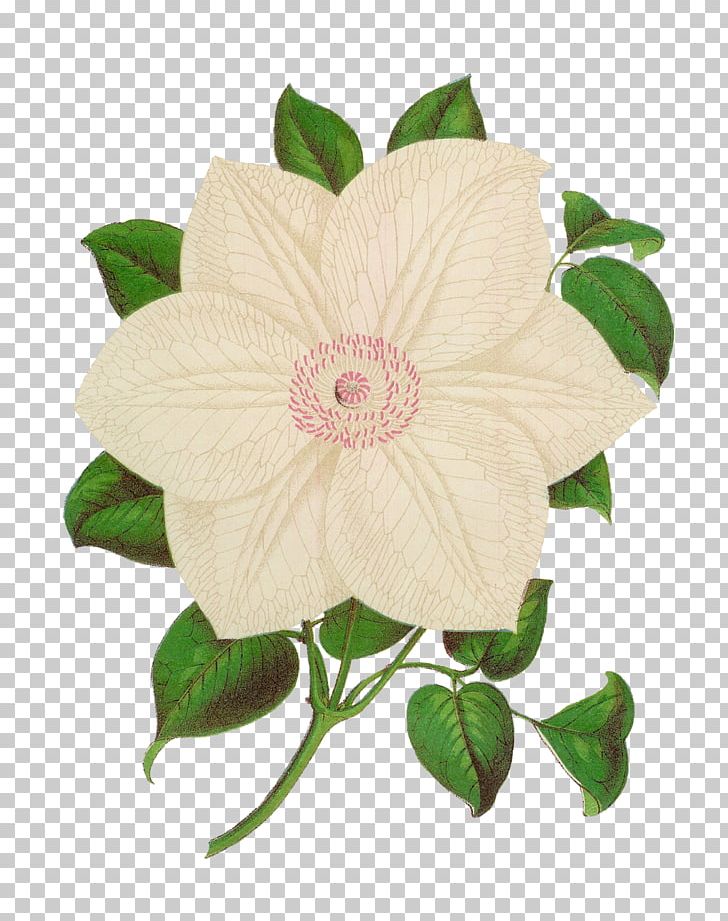 Centifolia Roses Flower Plant Botany Antique PNG, Clipart, Antique, Botanical Illustration, Botany, Centifolia Roses, Collectable Free PNG Download
