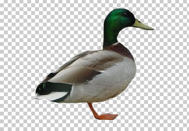 Duck Mallard American Pekin PNG, Clipart, American Pekin, Animals, Beak, Bird, Call Free PNG Download