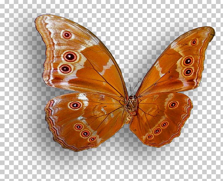 Monarch Butterfly Brush-footed Butterflies PNG, Clipart, Arthropod, Blog, Brush Footed Butterfly, Butterflies And Moths, Butterfly Free PNG Download