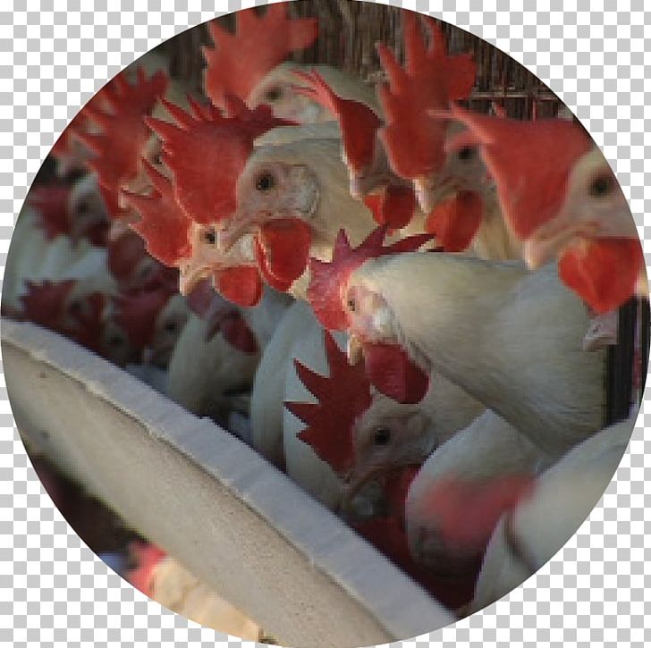 Sivas Governorship Chicken Avian Influenza Rooster Hafik PNG, Clipart, Agriculture, Animals, Avian Influenza, Bauernhof, Chicken Free PNG Download