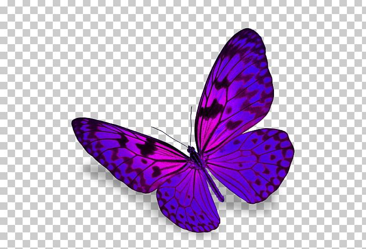 Butterfly Stock Photography PNG, Clipart, Biological Life Cycle, Brush Footed Butterfly, Butterfly, Depositphotos, Insect Free PNG Download