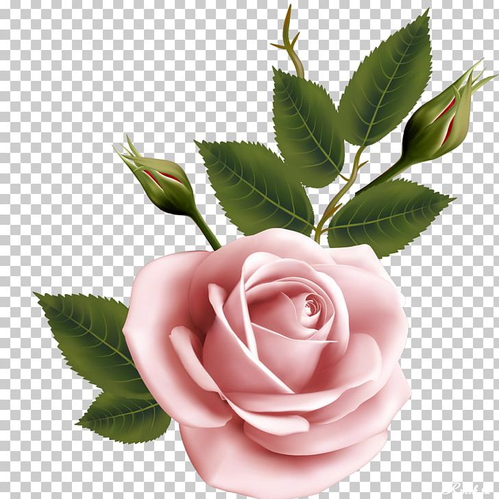 Flower Garden Roses Beach Rose PNG, Clipart, Beach Rose, Beautiful, Cut Flowers, Flower, Flower Bouquet Free PNG Download