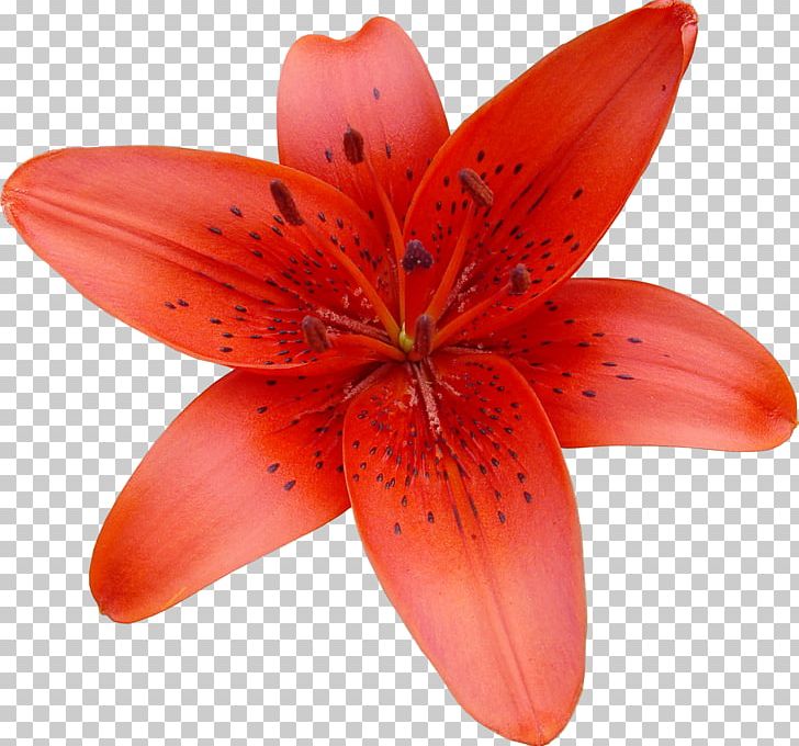 Lilium Bulbiferum Flower PNG, Clipart, Clip Art, Closeup, Computer Software, Digital Image, Flower Free PNG Download