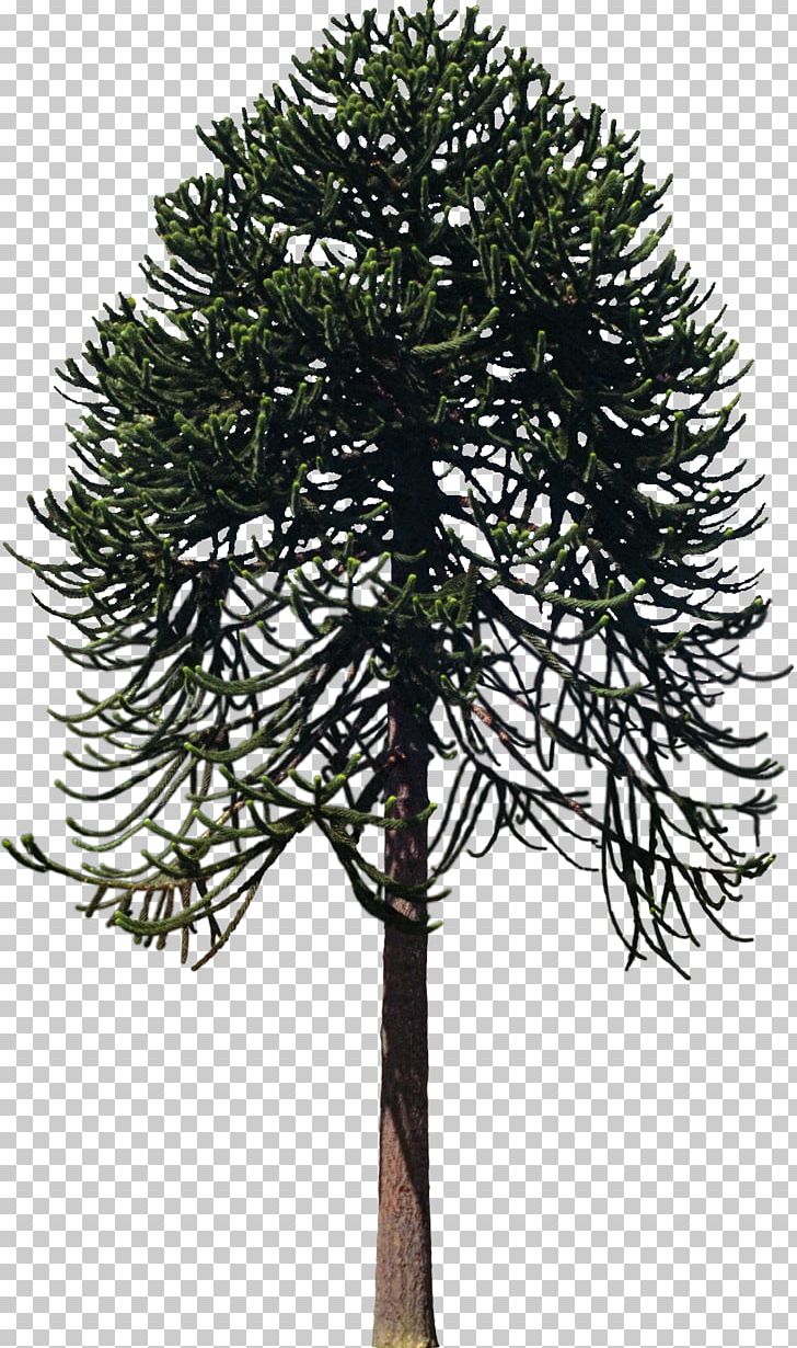 Tree Woody Plant Twig Larch PNG, Clipart, Branch, Bushes, Catalpa, Conifer, Conifers Free PNG Download