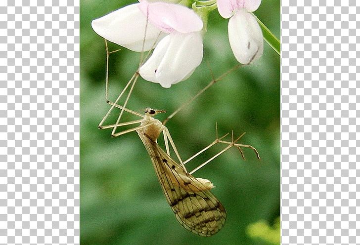 Insect Bittacus Strigosus Bittacus Kimminsi Genus PNG, Clipart, Animals, Bittacus, Brush Footed Butterfly, Genus, Hangingfly Free PNG Download