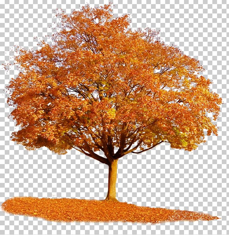 Tree Autumn Maple PNG, Clipart, Autumn, Autumn Leaf Color, Clip Art, Deciduous, Desktop Wallpaper Free PNG Download