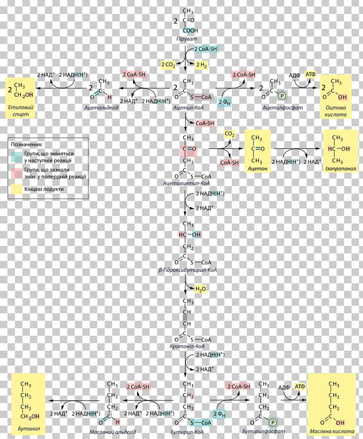 Butyric Acid Fermentation Lactic Acid Fermentation Bacteria PNG, Clipart, Adenosine Triphosphate, Anaerobic Organism, Area, Bacteria, Butyric Acid Free PNG Download