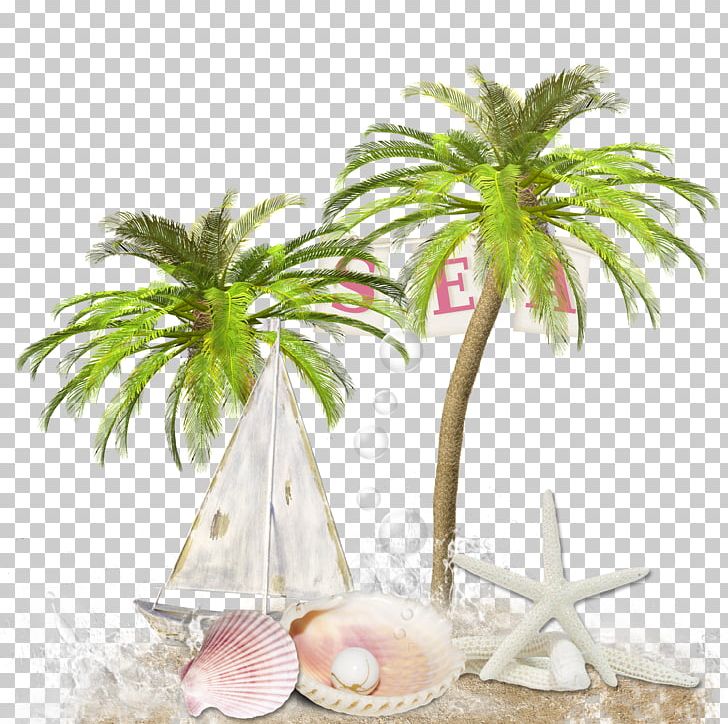 Frame Photography PNG, Clipart, Arecales, Beach, Coco, Coconut, Elements Free PNG Download