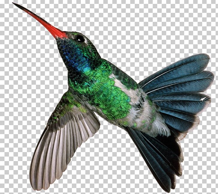 Hummingbird Mexican Violetear Motion JPEG PNG, Clipart, Animals, Annas Hummingbird, Beak, Bird, Costas Hummingbird Free PNG Download