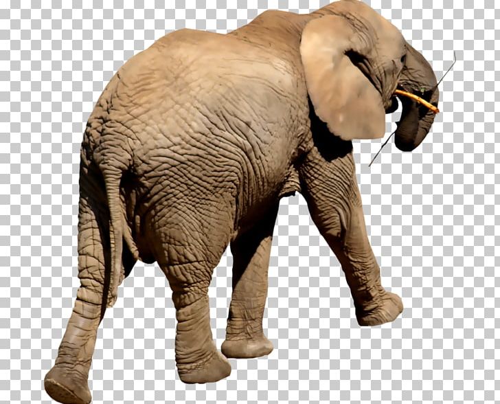 Indian Elephant African Elephant Elephantidae Tusk PNG, Clipart, African Elephant, Animal, Cartoon, Download, Elephant Free PNG Download