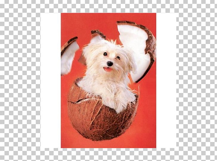 Maltese Dog Havanese Dog Morkie Puppy Schnoodle PNG, Clipart, Animals, Bichon, Breed, Carnivoran, Christmas Ornament Free PNG Download