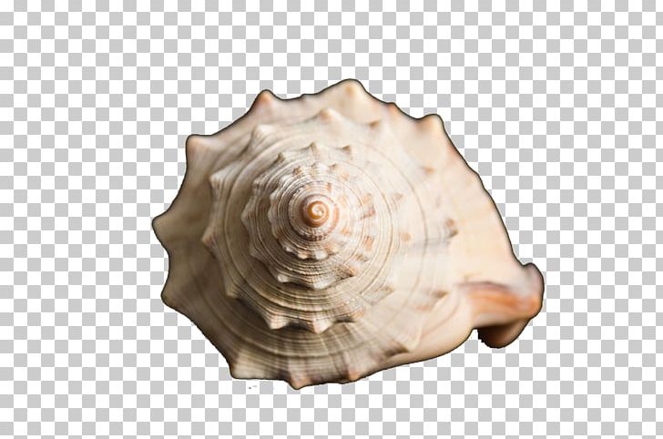 Sea Snail Conch Scallop PNG, Clipart, Clams Oysters Mussels And Scallops, Conch, Conchology, Conch Piercing, Google Images Free PNG Download