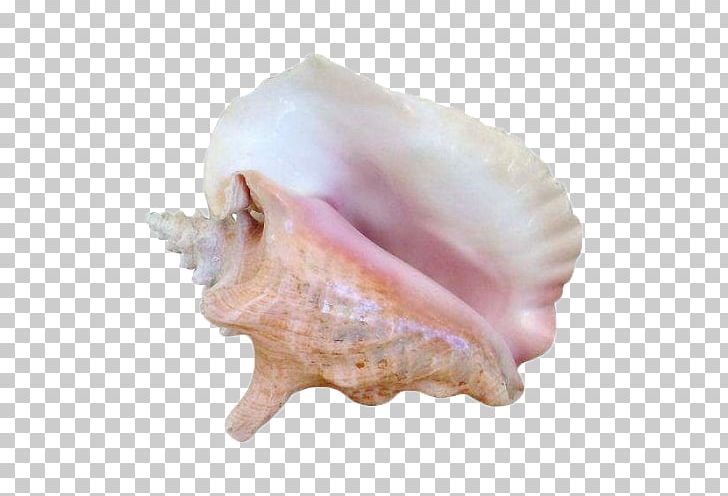 Seashell Sea Snail Molluscs Conch PNG, Clipart, Animal Source Foods, Clams Oysters Mussels And Scallops, Color, Conch, Conchology Free PNG Download