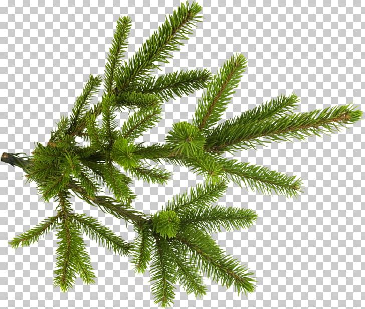 Spruce Branch New Year Tree PNG, Clipart, Biome, Branch, Christmas Ornament, Computer Icons, Conifer Free PNG Download