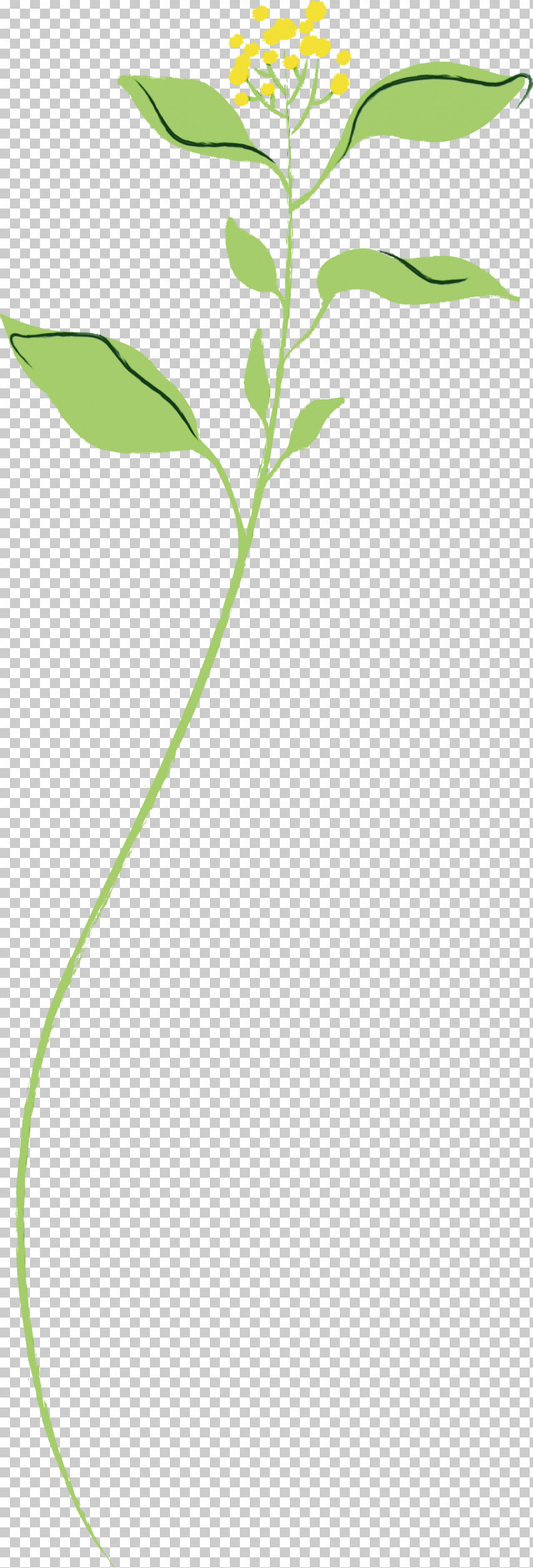 Leaf Plant Flower Plant Stem Pedicel PNG, Clipart, Flower, Grass, Leaf, Paint, Pedicel Free PNG Download