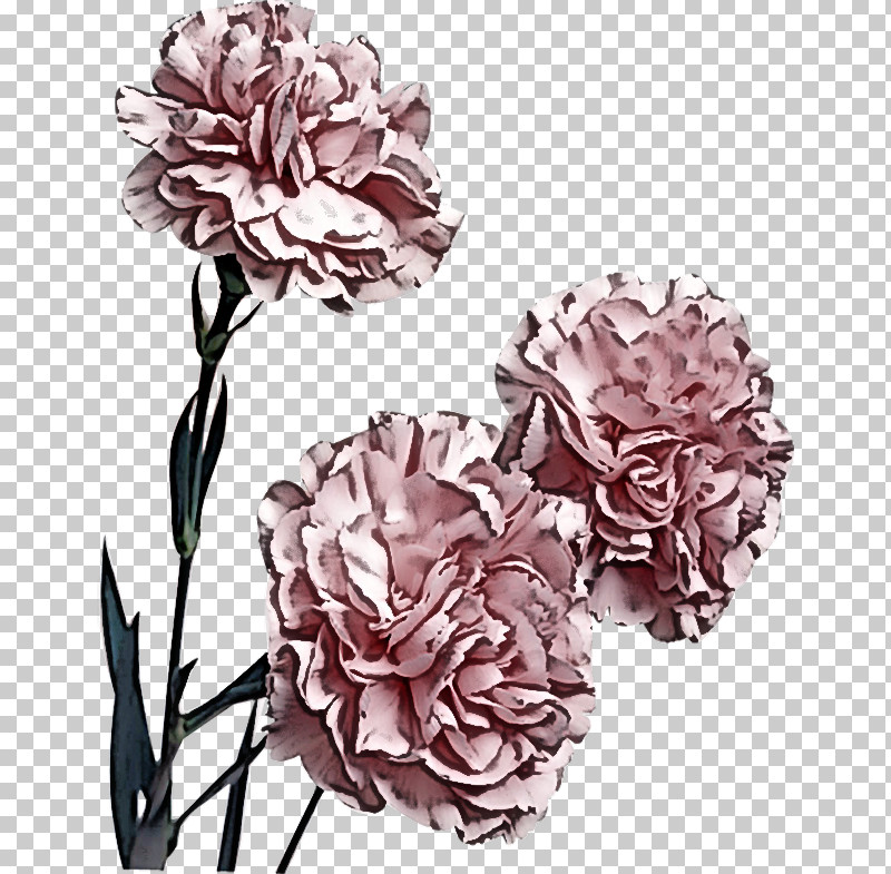 Rose PNG, Clipart, Carnation, Chinese Peony, Cut Flowers, Flower, Peony Free PNG Download