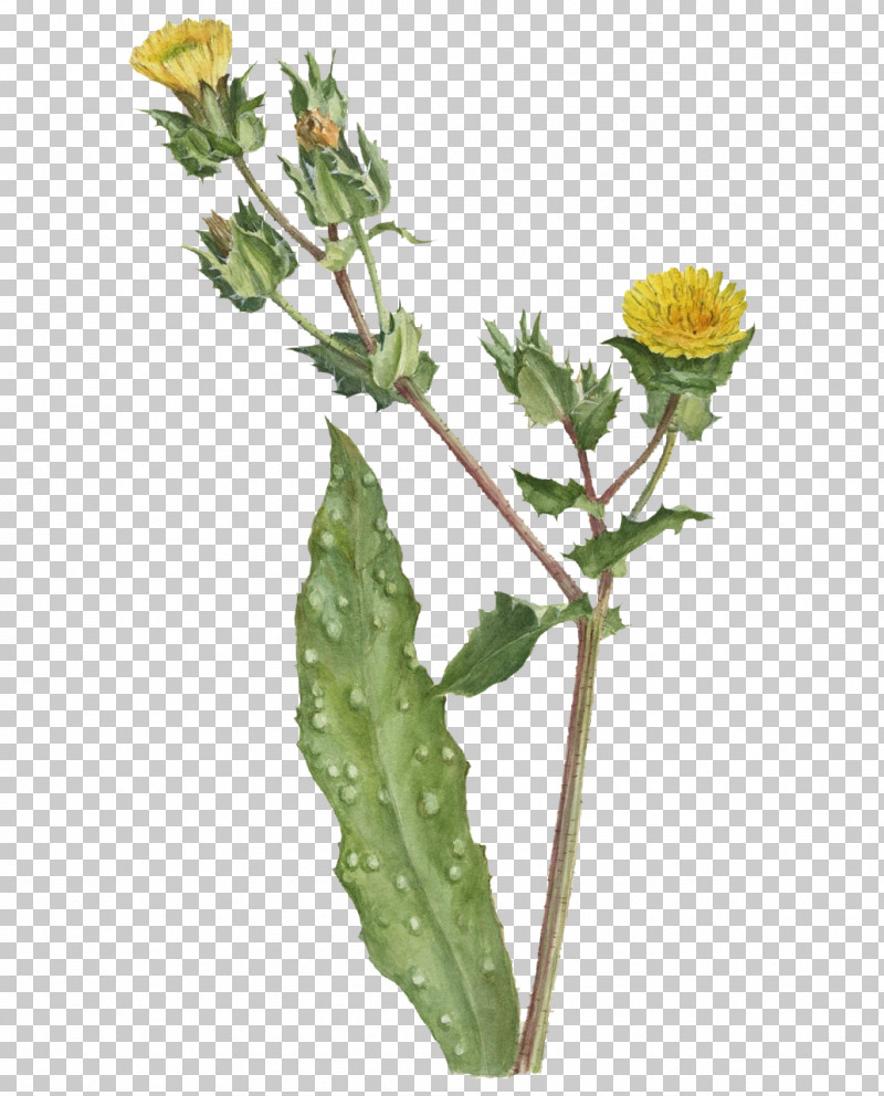 Dandelion Plant Stem Golden Samphire Sow Thistles Flowerpot PNG, Clipart, Biology, Dandelion, Flowerpot, Golden Samphire, Herb Free PNG Download