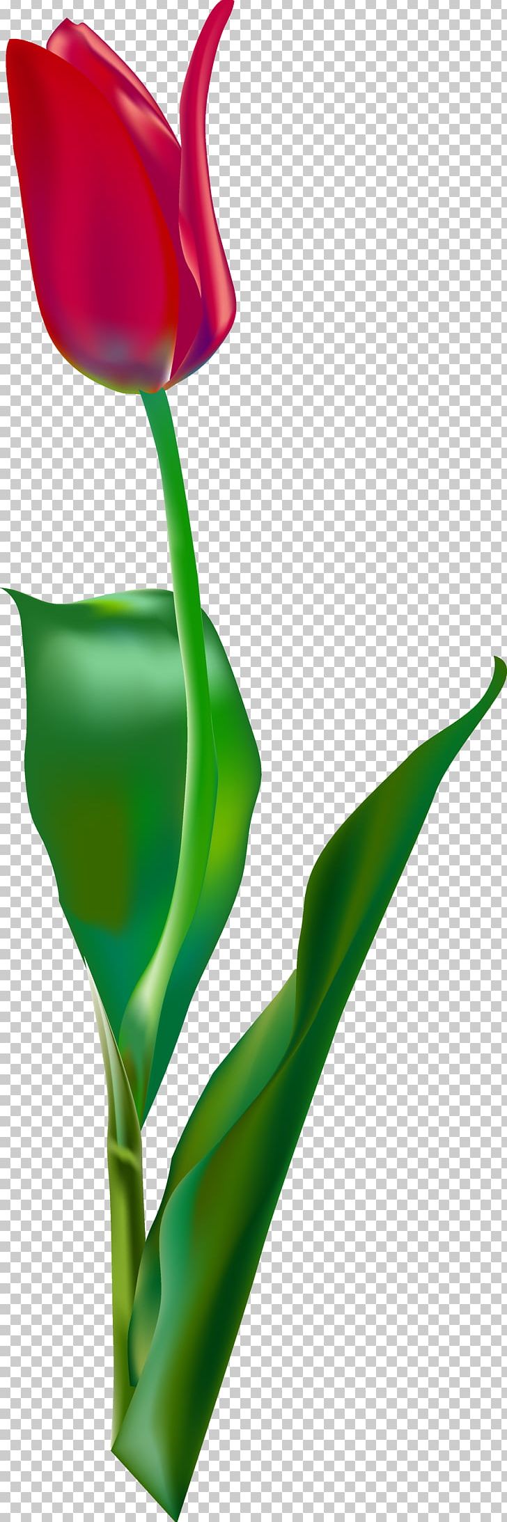 Euclidean Tulip PNG, Clipart, Bud, Closeup, Encapsulated Postscript, Flora, Floral Design Free PNG Download