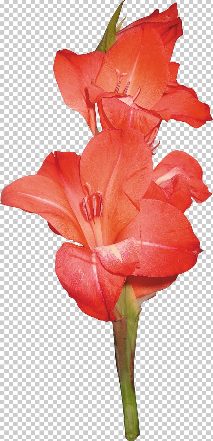 Gladiolus Cut Flowers PNG, Clipart, Amaryllis Belladonna, Amaryllis Family, Autumn, Autumn Flowers, Canna Family Free PNG Download