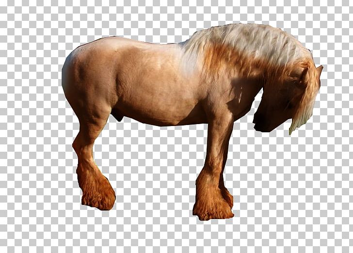 Stallion Mustang Mare Pony Mane PNG, Clipart, Animal, Animal Figure, Carnage, Fictional Characters, Halter Free PNG Download