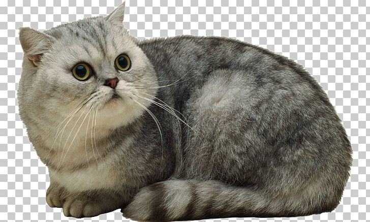 American Shorthair Whiskers British Shorthair Domestic Short