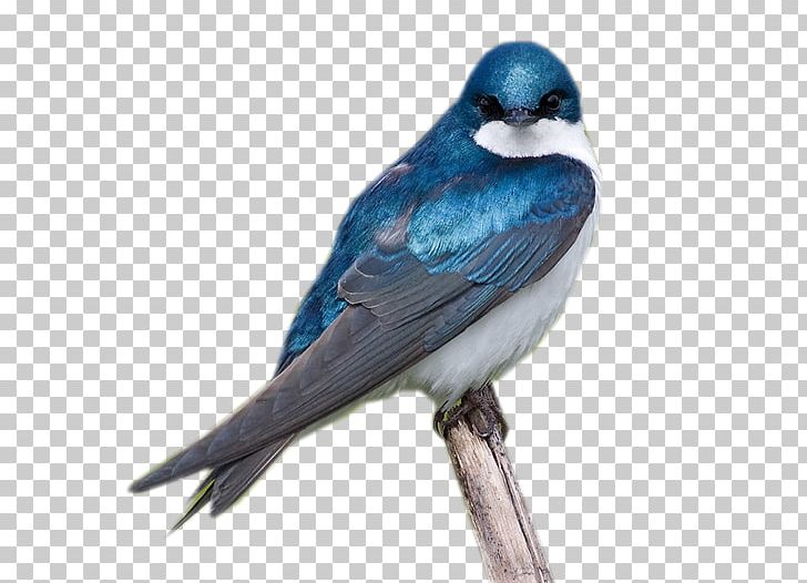 Blue Jay Bird PNG, Clipart, Animal, Animals, Beak, Bird, Blog Free PNG Download
