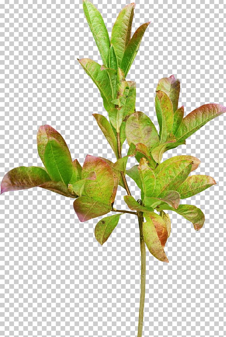 Leaf Branch Green PNG, Clipart, Branch, Concepteur, Flowerpot, Foliage, Gratis Free PNG Download
