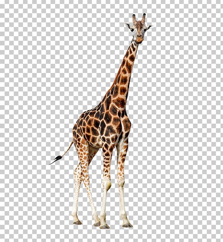 Northern Giraffe Photography Giraffidae PNG, Clipart, Animal Figure, Fauna, Giraffe, Giraffes, Giraffidae Free PNG Download