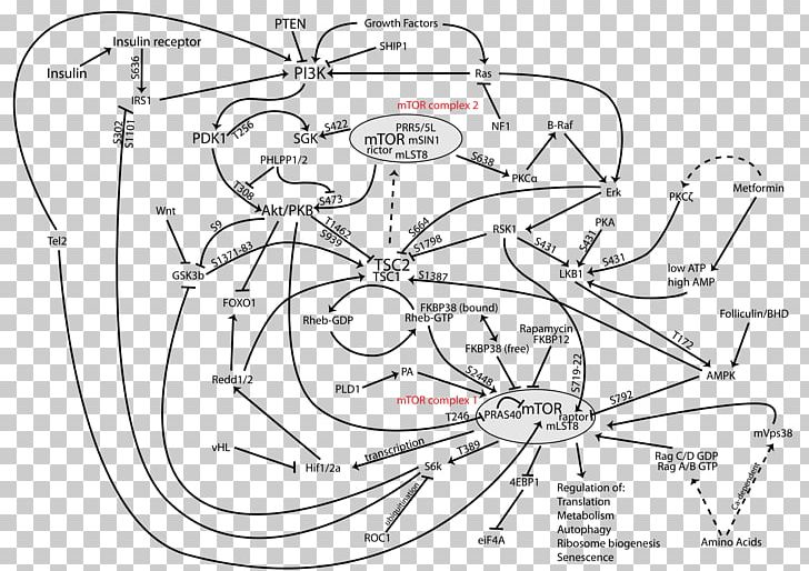 PI3K/AKT/mTOR Pathway Phosphoinositide 3-kinase MTOR Inhibitors Protein Kinase B PNG, Clipart, Angle, Auto Part, Cartoon, Cell, Hand Free PNG Download