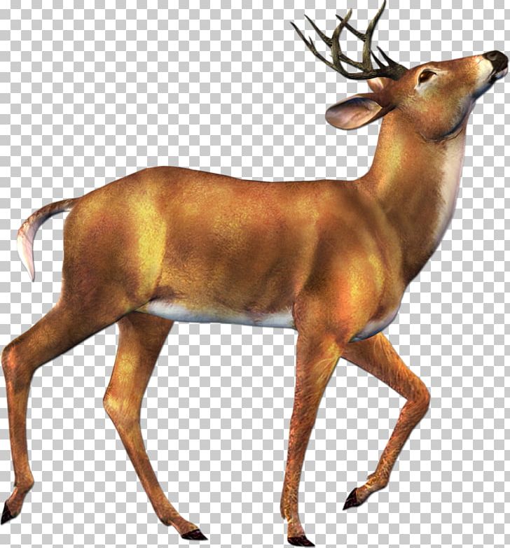 Reindeer White-tailed Deer Musk Deer Red Deer PNG, Clipart, Animal, Animal Figure, Animals, Antelope, Antler Free PNG Download