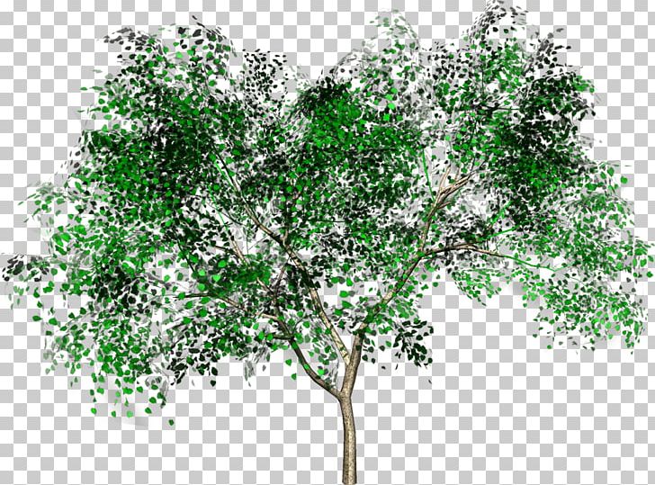 Tree Woody Plant Forest Shrub Branch PNG, Clipart, Branch, Flowering Plant, Forest, Garden, Leaf Free PNG Download