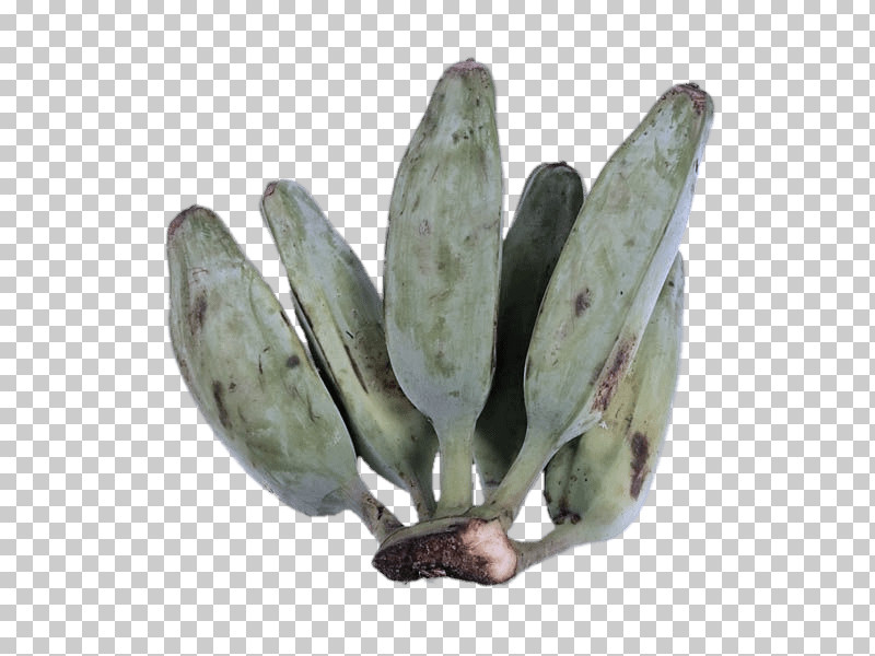 Cactus PNG, Clipart, Biology, Cactus, Plant, Science Free PNG Download