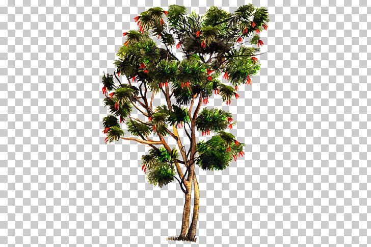 Pine River Tamarind Tree Crown Oaxaca PNG, Clipart, Arbor Day, Bark, Branch, Christmas Decoration, Christmas Ornament Free PNG Download