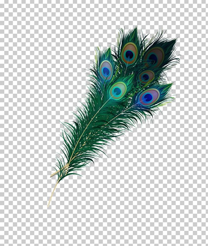 Feather Asiatic Peafowl PNG, Clipart, Angel Wing, Animals, Asiatic, Asiatic Peafowl, Beautiful Free PNG Download