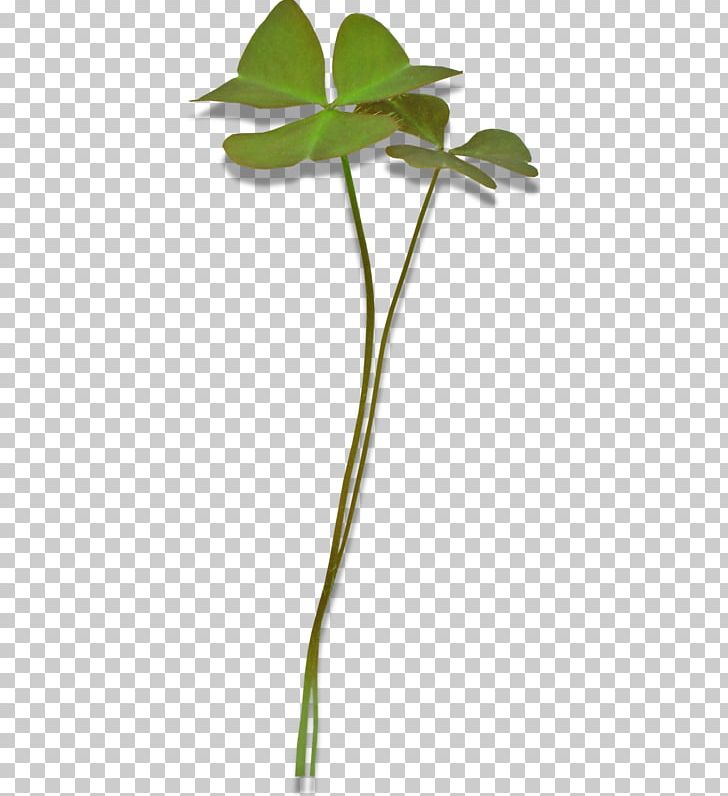 Leaf Clover PNG, Clipart, Bead, Beads, Branch, Branches, Clo Free PNG Download