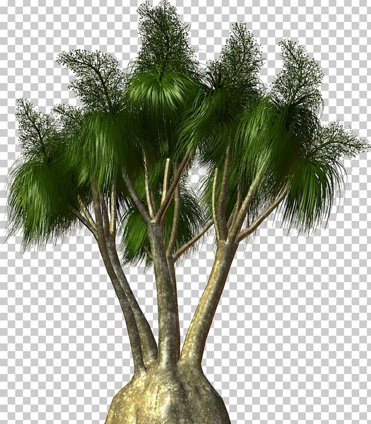 Arecaceae Tree Plant PNG, Clipart, Arecaceae, Arecales, Attalea Speciosa, Borassus Flabellifer, Branch Free PNG Download
