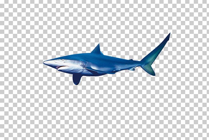 Blue Shark Tiger Shark PNG, Clipart, Animals, Big, Big Ben, Big Cock, Big Dick Free PNG Download
