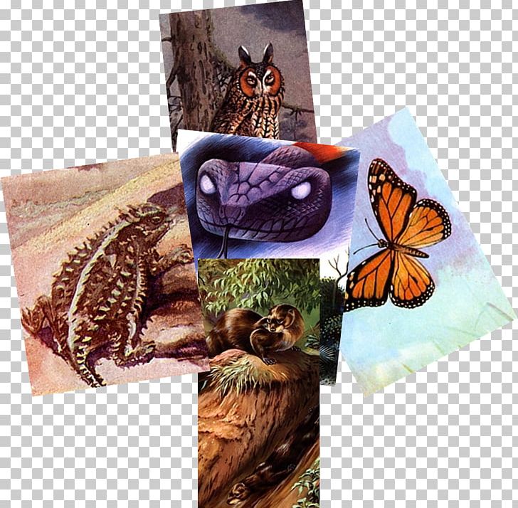 Butterfly Computer Mouse Otter Fauna Television PNG, Clipart, Aviator, Butterfly, Computer Mouse, Fauna, Greeting Note Cards Free PNG Download