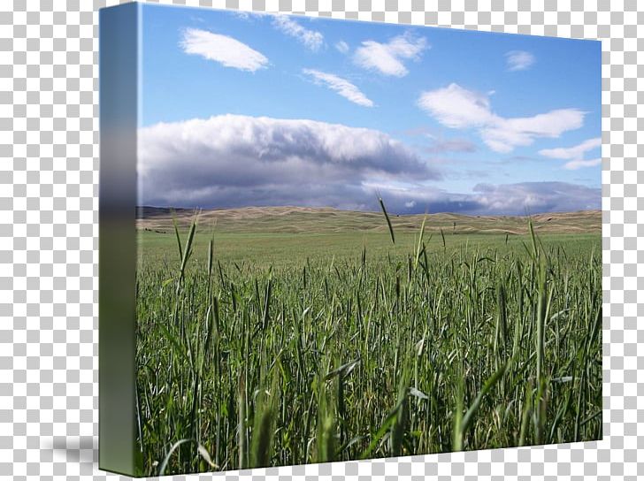 Gallery Wrap Grasses Cereal Grassland Crop PNG, Clipart, Agriculture, Art, Canvas, Cereal, Commodity Free PNG Download