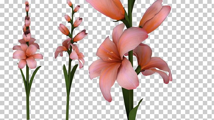 Gladiolus Xd7gandavensis PNG, Clipart, Bud, Canna Lily, Cut Flowers, Download, Flora Free PNG Download
