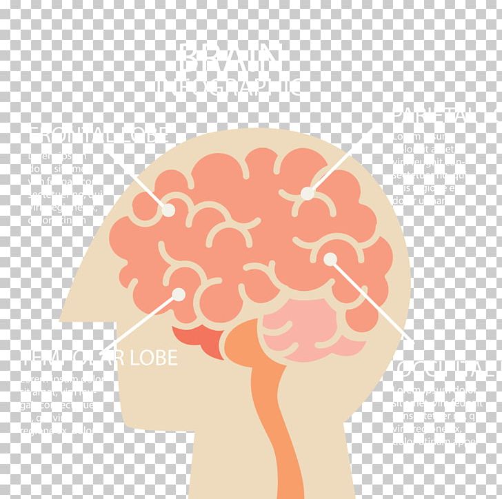 Human Brain Infographic Cerebrum PNG, Clipart, Agy, Body, Brain, Brain Vector, Cerebrum Free PNG Download