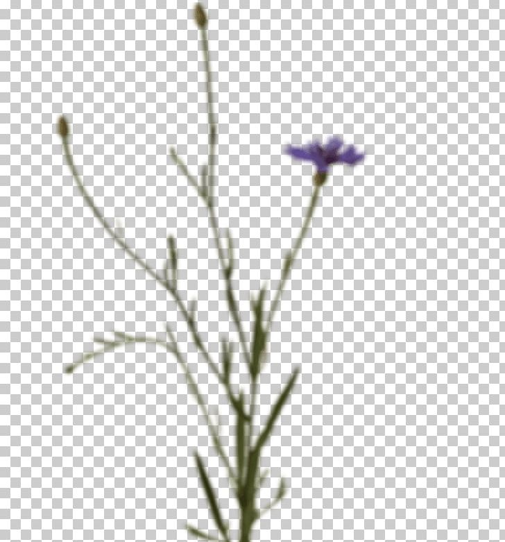 Lavender Subshrub Plant Stem Twig Chicory PNG, Clipart, Chicory, Flora, Flower, Flowering Plant, Gornergrat Railway Free PNG Download