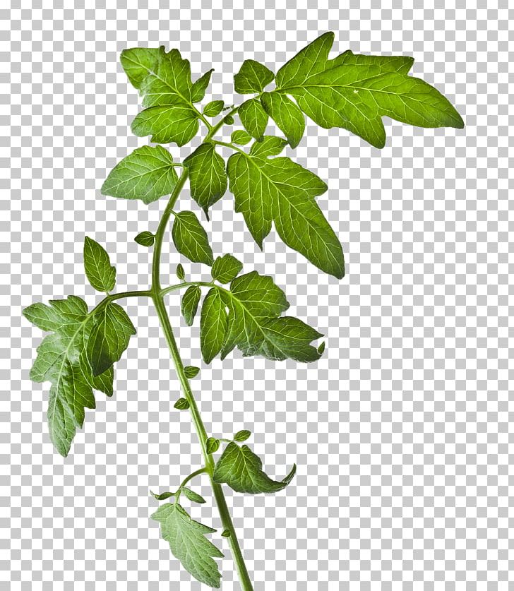 Tomato Plant Stock Photography Vegetable PNG, Clipart, Auglis, Branch, Cabbages, Health, Herb Free PNG Download