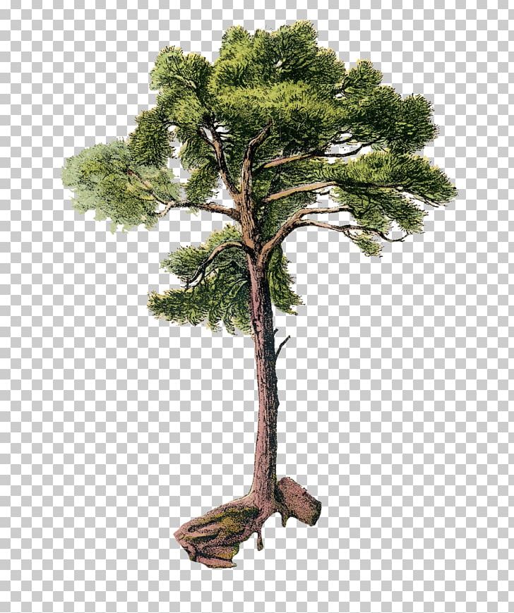 Tree Scots Pine Arecaceae PNG, Clipart, Antique, Arecaceae, Art, Bonsai, Botanical Illustration Free PNG Download