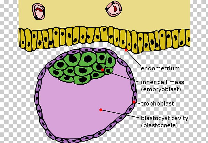 Trophoblast Inner Cell Mass Blastocyst Morula PNG, Clipart, Area, Blastocyst, Cell, Circle, Diagram Free PNG Download