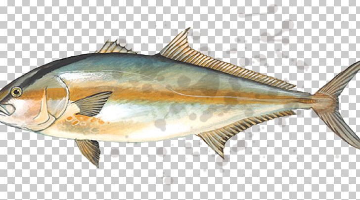 True Tunas Mackerel Greater Amberjack Fishing PNG, Clipart, Amberjack, Anchovy, Bonito, Bony Fish, Cod Free PNG Download